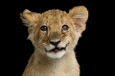 Primer plato, postre y selfi con un león: ¿es el caso del restaurante en China el colmo de los animales instrumentalizados?