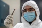 La bacteria más asesina de la historia redujo su virulencia para poder seguir matando a millones de personas
