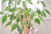 Hojas caídas, manchas en los bordes... ¿Qué hago si mi planta está enferma?