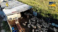 Dentro del matadero de los horrores de San Fernando: animales agonizantes, cabezas cortadas y ratas muertas