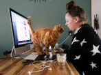 Tu gato sabe que le estás hablando, pero ¿lo entiende?