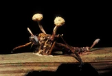 Insectos zombi: la inquietante relación de ‘control mental’ entre bichos y parásitos