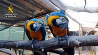Desmantelada una red internacional de tráfico de especies protegidas, la mayoría aves exóticas