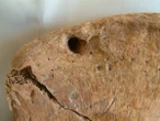 La mordida de un león en los restos de un gladiador romano, primera evidencia directa de sus combates con animales