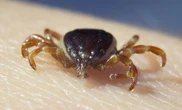 ¿Hay más garrapatas? Ganan territorio y hay cosas que no debes hacer si te pican