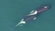 Cómo las orcas fabrican herramientas con algas marinas para acicalarse las unas a las otras