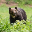 Un oso ataca a una turista septuagenaria española en Rumania