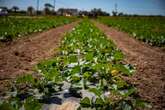 Las explotaciones familiares agrarias, al filo de la supervivencia