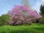 El impactante árbol del amor (o de Judas): un estallido de flores fucsias que luego dan paso a pequeñas vainas