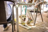 Los perros de asistencia podrán acceder a cualquier espacio público en toda España