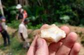 Hallada la presencia más antigua de nuestra especie en una selva: hace 150.000 años en Costa de Marfil