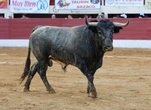 Saltillo y Vic dan gato por liebre