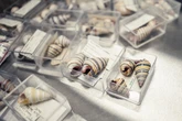 Dos millones de conchas encierran la historia de la ambición humana: un viaje de lujo, belleza y poder