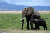 Los animales que desmontan el mito del instinto maternal