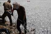 Aparecen en Grecia millones de peces muertos en el mar por las inundaciones de 2023