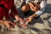 Las conchas marinas no son un ‘souvenir’: los científicos explican por qué es mejor dejarlas en la playa