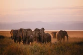Los crecientes choques entre elefantes y humanos en Zimbabue evidencian los efectos de la presión demográfica y el cambio climático