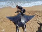 Varamientos inusuales de mantas en las playas españolas: han aparecido 20 esta primavera