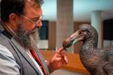 El dodo no era gordo y torpe: un nuevo estudio desmonta la imagen del ave extinta más famosa