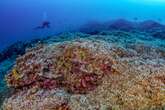 Descubierto un coral gigante en las Islas Salomón que crece desde hace tres siglos