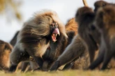 El mito del dominio de los ‘machos alfa’: un estudio desmonta la idea de que ellos siempre se imponen en las sociedades de primates