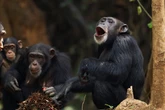 Gritos, gruñidos y percusión rítmica: los chimpancés combinan sonidos como palabras humanas