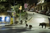 Qué hacer frente a un jabalí en la carretera, el monte o un jardín particular