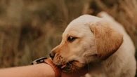 Esto es lo que significa que tu perro te lama la mano, según una educadora canina: "No es que te quiera mucho"