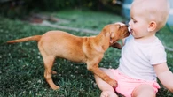 Esto es lo que significa que un perro mordisquee a un bebé, según un experto en conducta canina: "No confundirlo con juego"