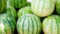 El detalle infalible para elegir una buena sandía en el supermercado: la clave está en esta mancha en la corteza