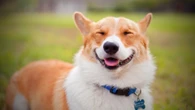Si tu perro pone cara de sonrisa en realidad está expresando una emoción muy diferente, según un educador canino