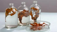 Crean un material basado en algas capaz de generar electricidad y a la vez ignífugo gracias a una investigación con participación española