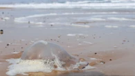 Estas son las zonas de España con mayor presencia de medusas, según ‘MedusApp’: qué significa que sea “urticante”