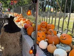 I visited Salem, Massachusetts, during the peak fall season. I wouldn't make these 8 mistakes again.