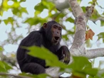 The Jane Goodall Institute has handwritten notes on 5 generations of chimps. AI is helping to preserve them.