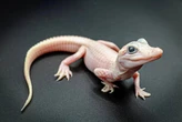 A Florida theme park is calling on the public to help it name a 'beyond rare' newborn alligator that is entirely white