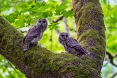 US agency proposes shooting dead tens of thousands of owls of one kind to save owls of another kind