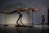 A 75 million-year-old tyrannosaur's well-preserved stomach shows it feasted on baby dinosaurs for its last meal