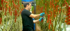 Inside the Netherlands' greenhouse empire. Photos show how it became the world's second-largest agricultural exporter.