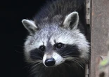 Jimothy the raccoon is proof that being weird, feral, and unknowable is the key to winning the internet