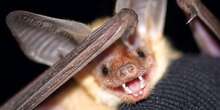 Meet California's new state bat that eats scorpions and lizards