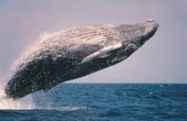 'Inference whales' are breaching AI coding startup business models