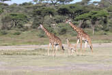 Scientists finally think they know why giraffe necks are so long