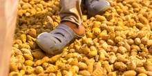 India grows 80% of the world's turmeric. So why are farmers struggling?