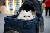 A former Google veteran used vibe coding to test a cat-purring app. It was fun, but wasn't purrfect.