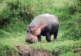 Hippos can launch themselves airborne for split seconds at a time, surprising scientists