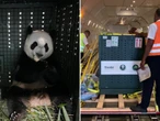 Here's how Singapore Airlines airlifted a giant panda cub and sent it on its journey home to China