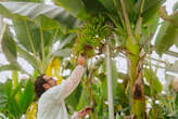 The world's most popular banana faces extinction. Researchers are racing to find a solution.