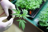 A bad experience with an edible? You may be part of the challenge facing the cannabis drinks industry