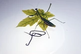 Parasitic worms highjack their hosts' free will, and scientists finally think they know how